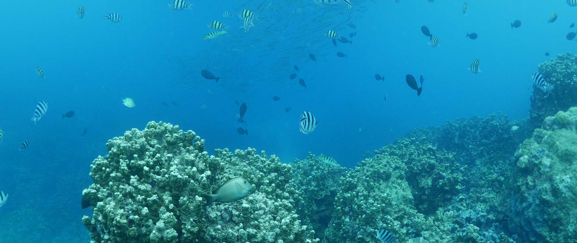 Dolphin Watching Tours On Guam Dolphin Watching Tours On Guam